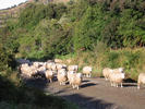 sheep running2
