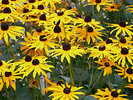 Black Eye Susans